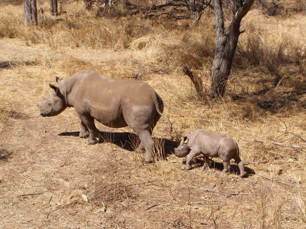 Teressa, the mother Natasha helped save, and her calf after release. 