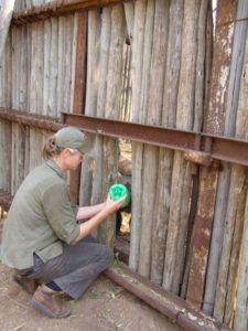 Bottle feeding a rhino calf. 