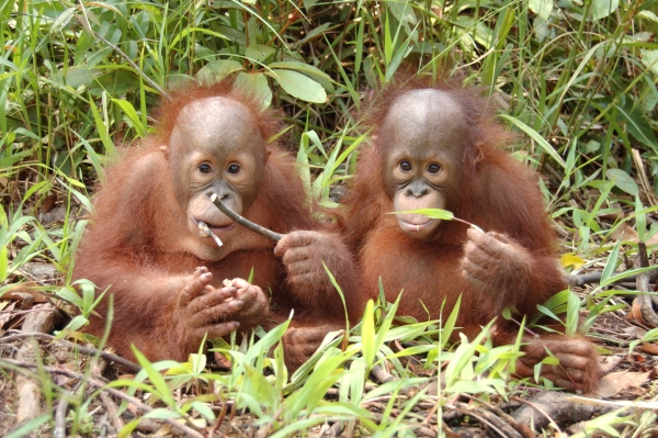 Leif quickly came to realise that orangutans are no ordinary animal. 