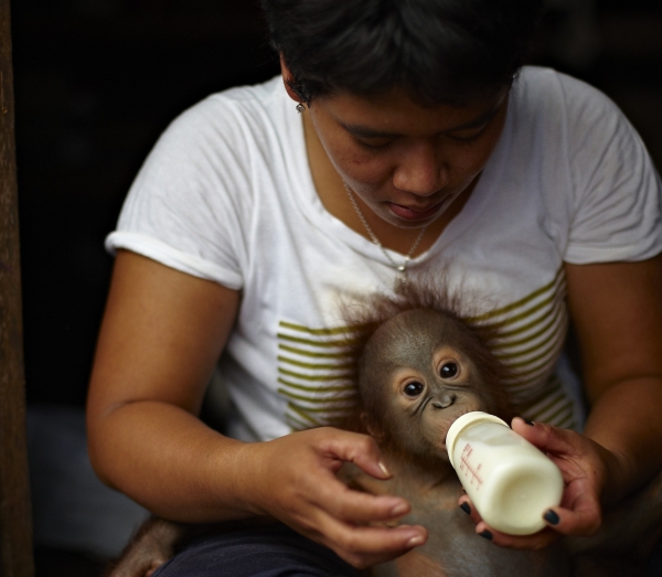 A bottle-fed orphan at one of the TOP-funded rescue centres.