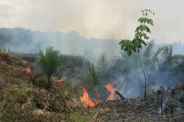 Orangutans' have lost 80 percent of their forest homes. 