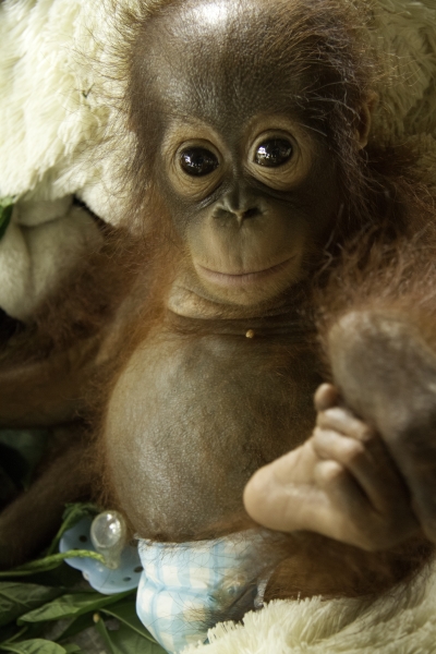 The Orangutan Project helps orphans such as this one. 