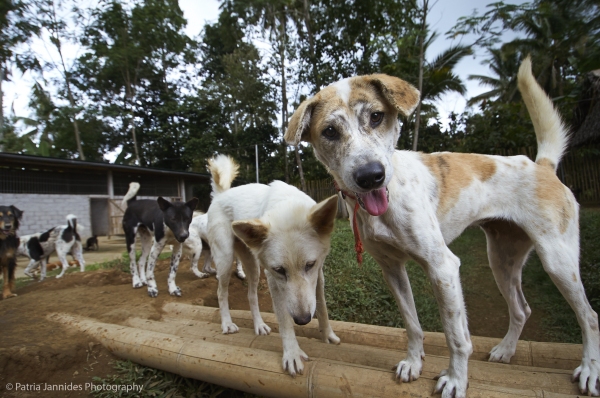 Dogs at the BARC refuge.