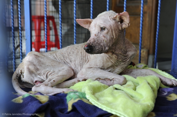 One of hundreds of neglected and abused Bali street dogs. 